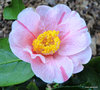 vignette  identifier , camellia
