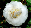 vignette Camlia ' ONETIA HOLLAND ' camellia japonica