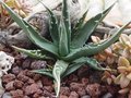 vignette Agave utahensis var. kaibabensis