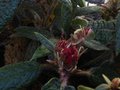 vignette Rhododendron Glischroides gros plan au 10 03 12