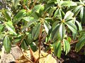 vignette Rhododendron Latoucheae au 10 03 12