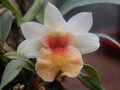 vignette Dendrobium bellatulum