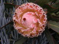 vignette Protea magnifica