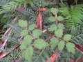 vignette Rubus parvifolius