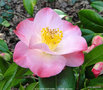 vignette Camlia ' NUCCIO'S CAROUSEL ' camellia japonica