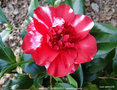 vignette Camélia ' MIDNIGHT VARIEGATED ' camellia japonica