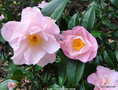 vignette Camlia ' NICKY CRISP ' camellia hybride