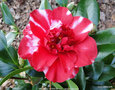 vignette Camlia ' MIDNIGHT VARIEGATED ' camellia japonica