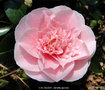 vignette Camlia ' C.M. WILSON ' camellia japonica