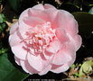 vignette Camlia ' C.M. WILSON ' camellia japonica