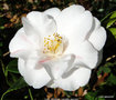 vignette Camlia ' Lady Vansittart ' camellia japonica