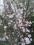 vignette Prunus cerasifera