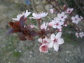 vignette Prunus d'ornement (dtail)