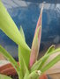 vignette Billbergia nutans