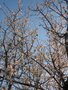 vignette Prunus dulcis - amandier