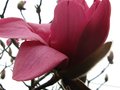 vignette Magnolia Vulcan premire fleur au 16 03 12