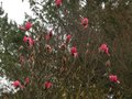 vignette Magnolia Vulcan en dbut de floraison au 18 03 12