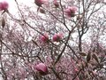 vignette Magnolia Iolanthe et ses normes fleurs sur un fpnd de Prunus pissardii au 16 03 12
