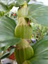 vignette Dendrobium sulcatum