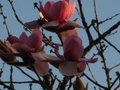 vignette Magnolia Iolanthe aux trs grandes fleurs au 15 03 12