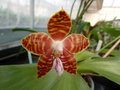 vignette Phalaenopsis venosa x amboinensis