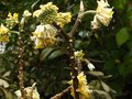 vignette Edgeworthia chrysantha au 04 03 12