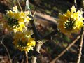vignette Edgaworthia chrysantha au 28 02 12