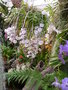 vignette Dendrobium pierardii