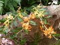 vignette Dendrobium