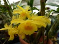 vignette Dendrobium harveyanum