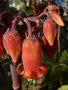 vignette Cotyledon orbiculata macrantha