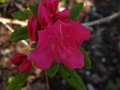 vignette Rhododendron Boskoop Ostara premires fleurs au 20 03 12