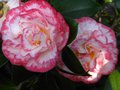 vignette Camellia japonica Margareth Davies Picottee gros plan au 20 03 12