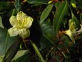 vignette Rhododendron Lutescens autre vue au 20 03 12