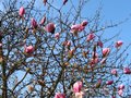 vignette Magnolia Iolanthe en dbut de floraison devant l'immense cerisier au 20 03 12