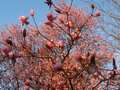 vignette Magnolia Iolanthe en pleine lumire au 19 03 12