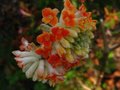 vignette Edgeworthia chrysantha red dragon gros plan au 19 03 12