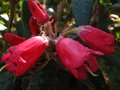vignette Rhododendron Glischroides premires fleurs au 19 03 12