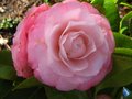 vignette Camellia japonica Desire toujours l au 18 03 12