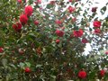 vignette Camellia japonica Kramer suprme gros plan au 17 03 12