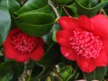 vignette Camellia japonica Bob's tinsie au 11 03 12