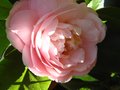 vignette Camellia japonica Cherryl Lynn au 13 03 12