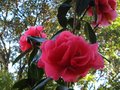 vignette Camellia reticulata Captain Rawes toujours trs beau au 13 03 12