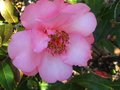 vignette Camellia williamsii Mary Phoebe Taylor au 14 03 12