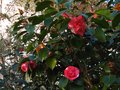 vignette Camellia japonica Elegans au 28 02 12