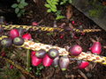 vignette infructescence wallitchia oblongifolia