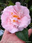 vignette Camlia ' TIFFANY ' camellia japonica