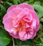 vignette Camlia ' FRAGRANT JOY ' camellia hybride