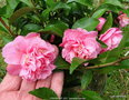 vignette Camlia ' FRAGRANT JOY ' camellia hybride