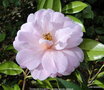 vignette Camlia ' CHARLES COLBERT ' camellia hybride williamsii
